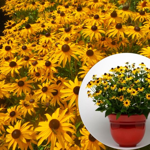 Rudbeckia fulgida 'Goldblitz' - Särav päevakübar 'Goldblitz' P9/0,55L